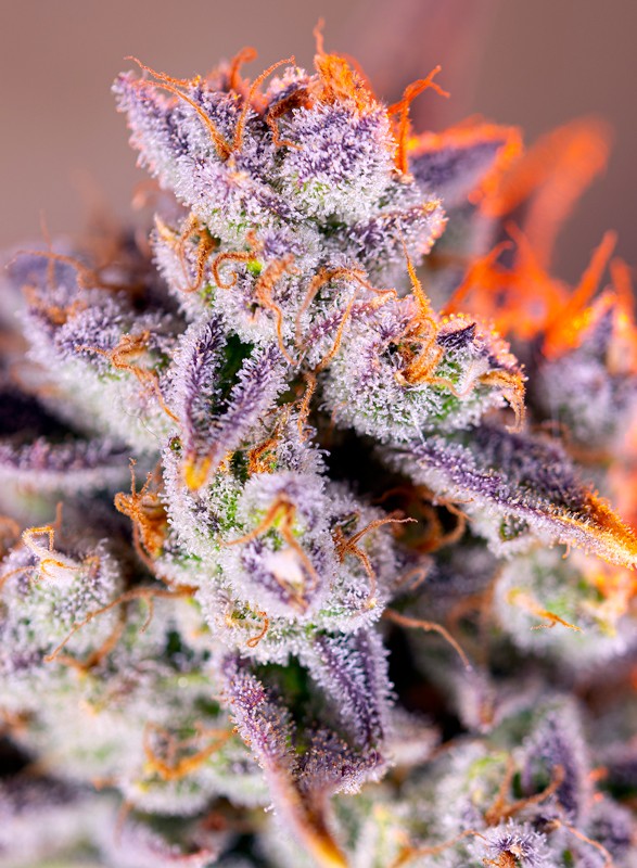 TROPICANNA POISON XL AUTO X3+1 - SWEET SEEDS