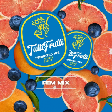 TUTTI FRUTTI MIX FEM X12 - BSF
