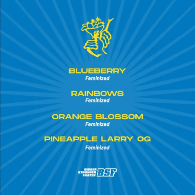 TUTTI FRUTTI MIX FEM X12 - BSF