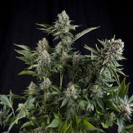 WHITE WIDOW FEM - PYRAMID SEEDS