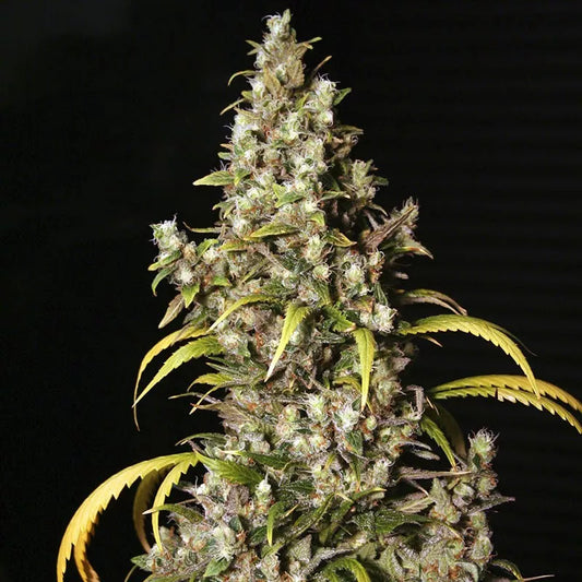 MONSTER X3+1 FEM - EVA SEEDS