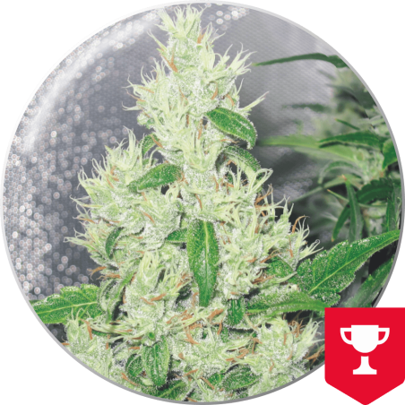 Y GRIEGA X3+2 FEM - MEDICAL SEEDS